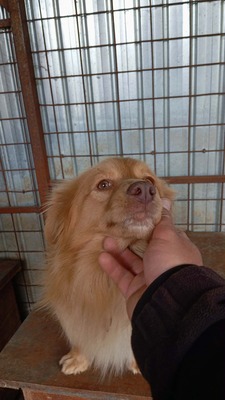 Pumpkin… ein kleiner Schatz, der einfach viel zu lange übersehen wurde., Mischling - Rüde