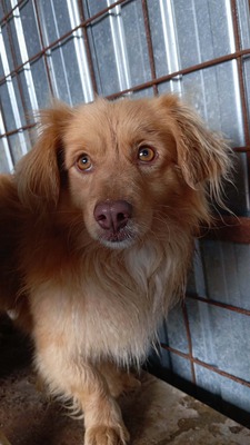 Pumpkin… ein kleiner Schatz, der einfach viel zu lange übersehen wurde., Mischling - Rüde