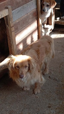 Pumpkin… ein kleiner Schatz, der einfach viel zu lange übersehen wurde., Mischling - Rüde