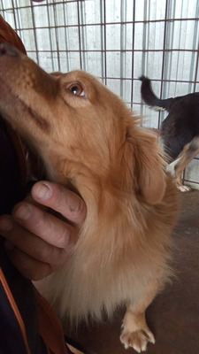 Pumpkin… ein kleiner Schatz, der einfach viel zu lange übersehen wurde., Mischling - Rüde