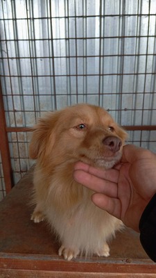 Pumpkin… ein kleiner Schatz, der einfach viel zu lange übersehen wurde., Mischling - Rüde