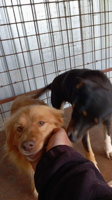 Pumpkin… ein kleiner Schatz, der einfach viel zu lange übersehen wurde., Mischling - Rüde