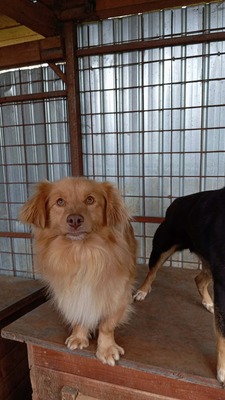 Pumpkin… ein kleiner Schatz, der einfach viel zu lange übersehen wurde., Mischling - Rüde