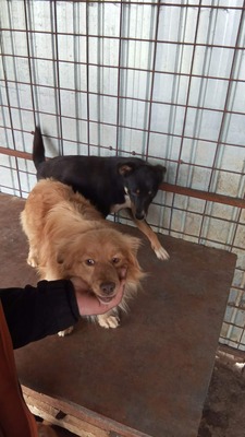 Pumpkin… ein kleiner Schatz, der einfach viel zu lange übersehen wurde., Mischling - Rüde