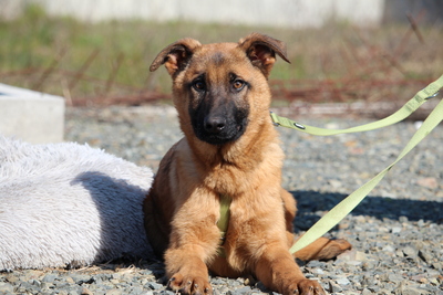 Pumuckel, Mischling Welpen - Rüde
