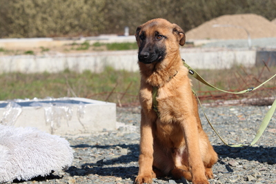 Pumuckel, Mischling Welpen - Rüde