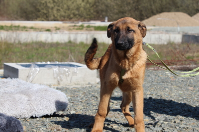 Pumuckel, Mischling Welpen - Rüde