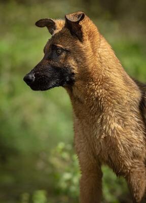 Pumuckel, Mischling Welpen - Rüde