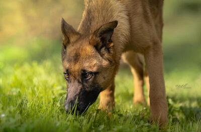 Pumuckel, Mischling Welpen - Rüde