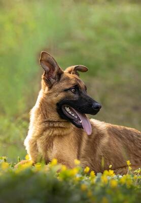 Pumuckel, Mischling Welpen - Rüde
