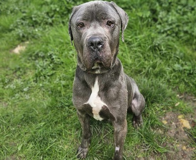 Punky Cane Corso Rüde sucht liebes Zuhause, Cane Corso - Rüde