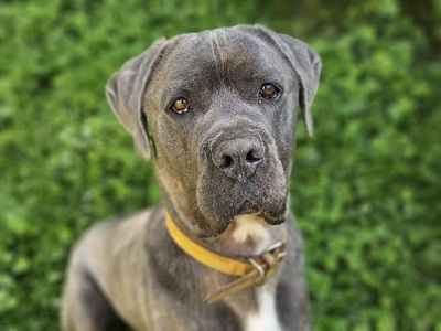 Punky Cane Corso Rüde sucht liebes Zuhause, Cane Corso - Rüde