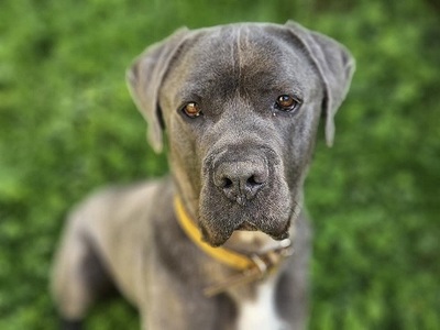 Punky Cane Corso Rüde sucht liebes Zuhause, Cane Corso - Rüde