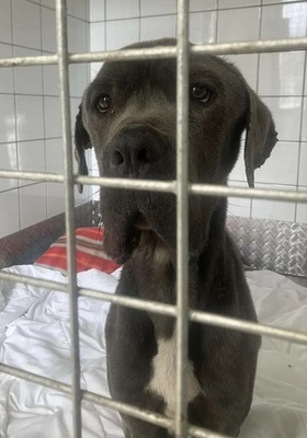 Punky Cane Corso Rüde sucht liebes Zuhause, Cane Corso - Rüde