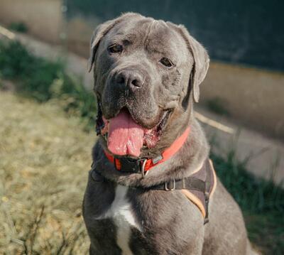 Punky Cane Corso Rüde sucht liebes Zuhause, Cane Corso - Rüde