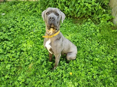 Punky Cane Corso Rüde sucht liebes Zuhause, Cane Corso - Rüde