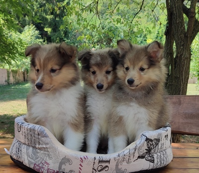 Puppy, Sheltie Welpen - Rüde 1