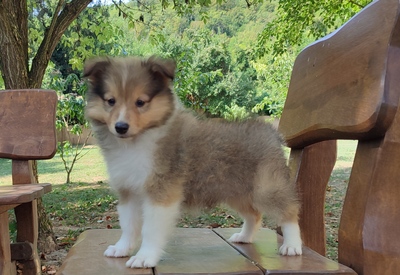 Puppy, Sheltie Welpen - Rüde