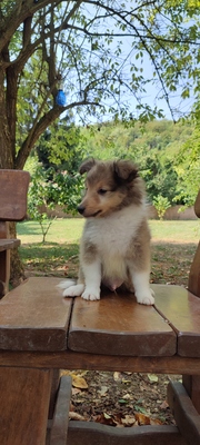 Puppy, Sheltie Welpen - Rüde