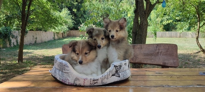 Puppy, Sheltie Welpen - Rüde