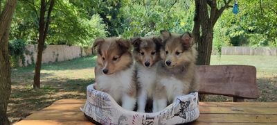 Puppy, Sheltie Welpen - Rüde