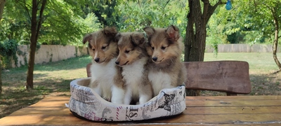 Puppy, Sheltie Welpen - Rüde