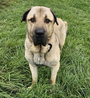 Pusat Anatolischer Hirtenhund sucht dringend sein Zuhause, Anatolischer Hirtenhund - Rüde