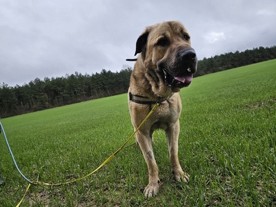 Pusat Anatolischer Hirtenhund sucht dringend sein Zuhause, Anatolischer Hirtenhund - Rüde