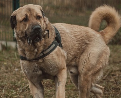 Pusat Anatolischer Hirtenhund sucht dringend sein Zuhause, Anatolischer Hirtenhund - Rüde