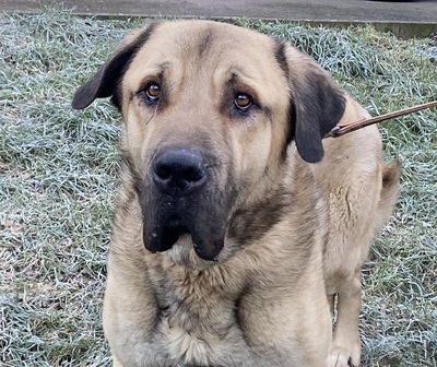 Pusat Anatolischer Hirtenhund sucht dringend sein Zuhause, Anatolischer Hirtenhund - Rüde