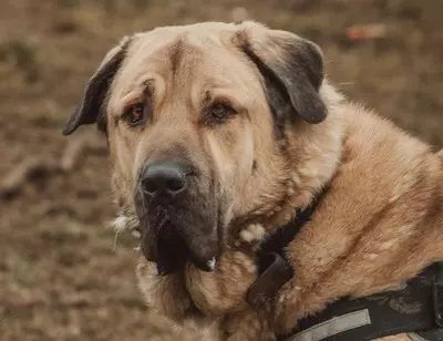 Pusat Anatolischer Hirtenhund sucht dringend sein Zuhause, Anatolischer Hirtenhund - Rüde