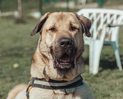 Pusat Anatolischer Hirtenhund sucht dringend sein Zuhause, Anatolischer Hirtenhund - Rüde