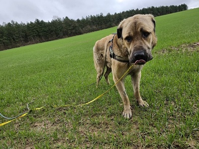 Pusat Kaukase Rüde sucht dringend sein Zuhause, Anatolischer Hirtenhund - Rüde