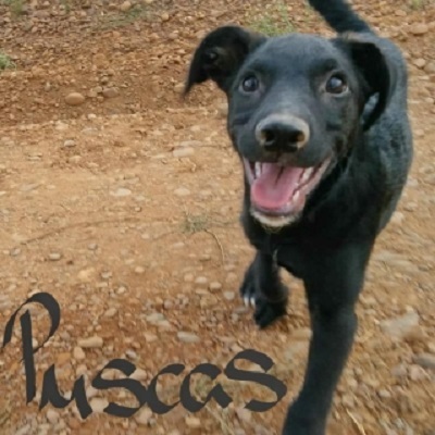 🍀🍀Puscas sucht ein tolles Zuhause bei passenden Menschen💖💖, Carea Leonés - Rüde