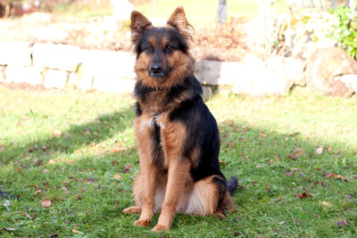 Puschkina, Alt Deutscher Schäferhund - Hündin