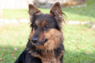 Puschkina, Alt Deutscher Schäferhund - Hündin