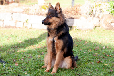 Puschkina, Alt Deutscher Schäferhund - Hündin