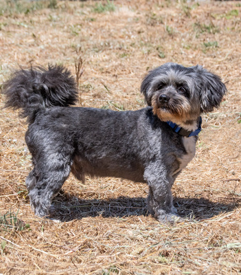 Puty - ein reizender Junge, Shi Tzu-Pudel-Mix - Rüde