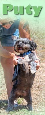 Puty - ein reizender Junge, Shi Tzu-Pudel-Mix - Rüde