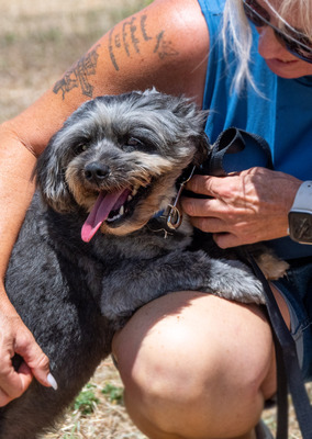 Puty - ein reizender Junge, Shi Tzu-Pudel-Mix - Rüde