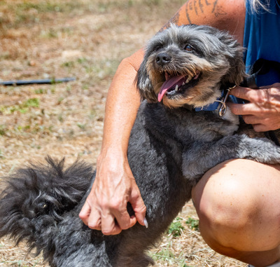 Puty - ein reizender Junge, Shi Tzu-Pudel-Mix - Rüde