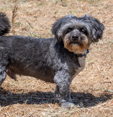 Puty - ein reizender Junge, Shi Tzu-Pudel-Mix - Rüde
