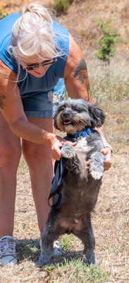 Puty - ein reizender Junge, Shi Tzu-Pudel-Mix - Rüde