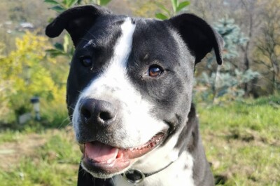 Puzzle, Pitbull-Mischling - Rüde