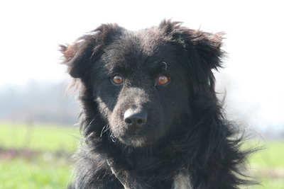 Pyro, Mischling - Rüde