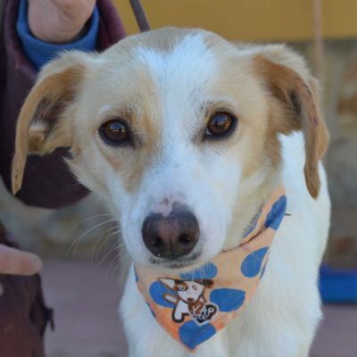 QUEEN - Linares, Mischling - kastriert - Hündin