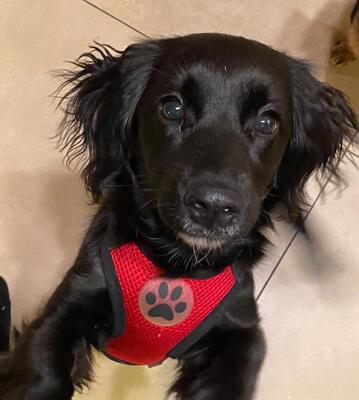 QUEENIE, Dackelmischling - Hündin