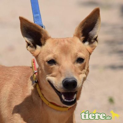 QUINA - Ubeda, Podenco - kastriert - Hündin