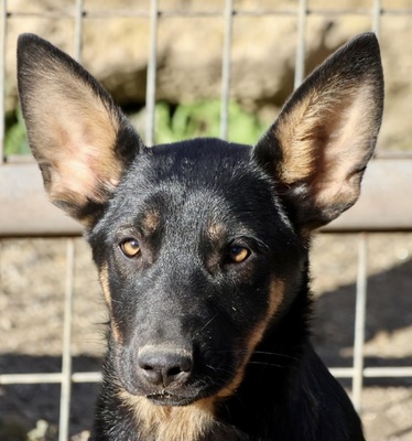 Queen, Schäferhund - Mix - Hündin