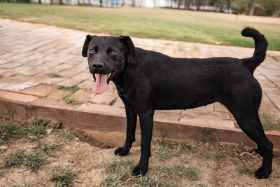 Queen - menschenbezogen, freundlich, zutraulich, verspielt, aktiv, neugierig, Mischling (Video-Link vorhanden) - Hündin